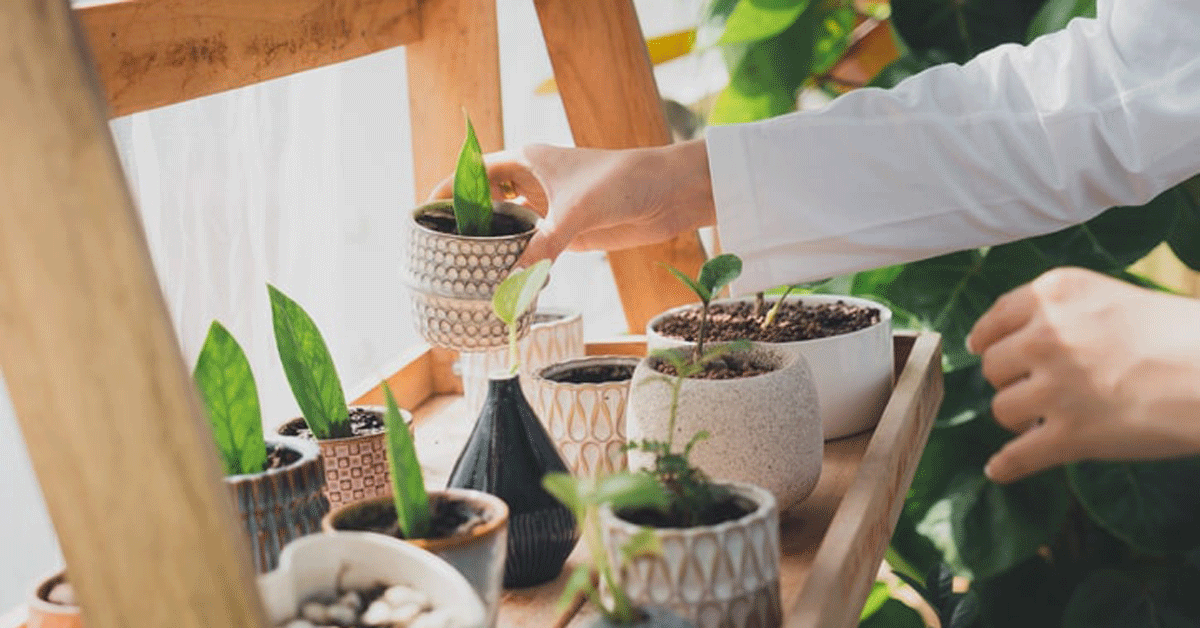 From Seedling to Sprout: How To Start a Home Garden - Storage Star